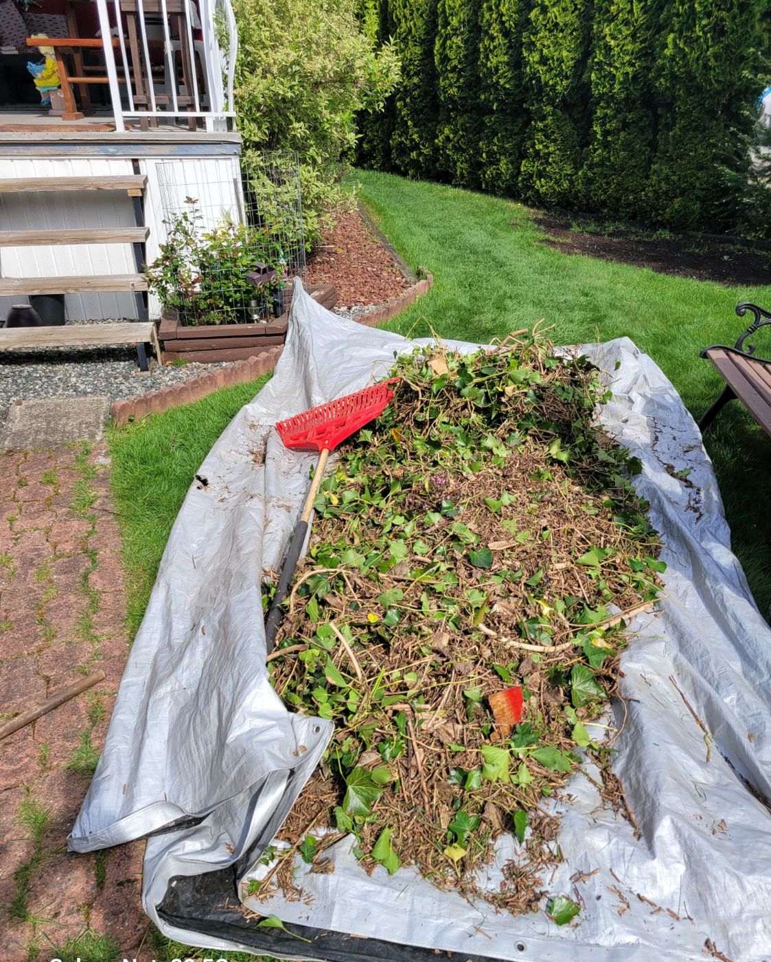 A tarp piled high with fresh hedge and garden trimmings on a Nanaimo lawn, ready for pickup